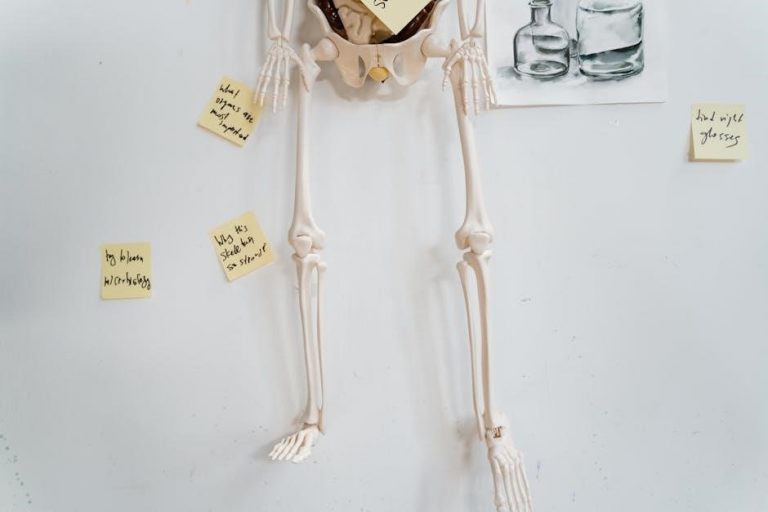 anatomy and physiology notes pdf